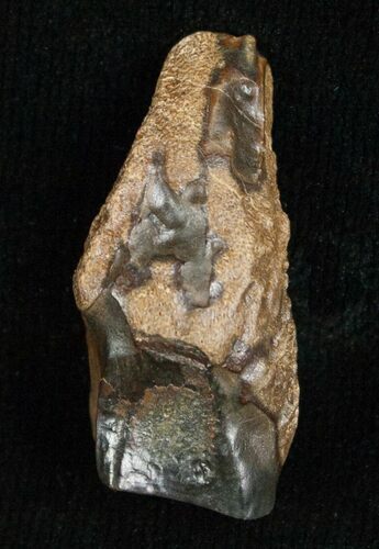 Large Triceratops Shed Tooth - #5690